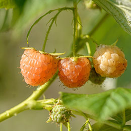 Framboesa laranja remontante